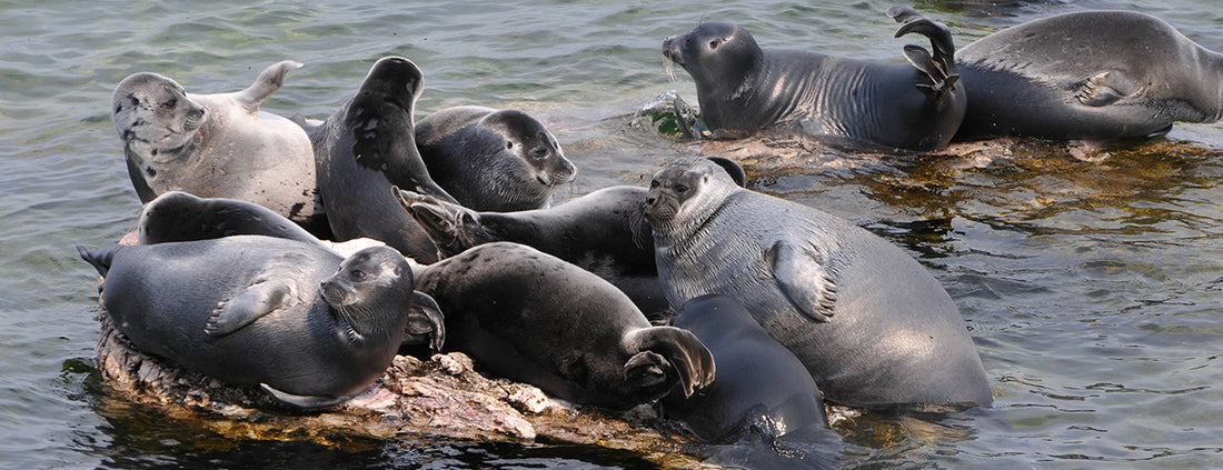 Seals in the world's seas and lakes